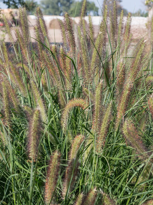 Rozplenica japońska Pennisetum alopecuroides 'Reborn'