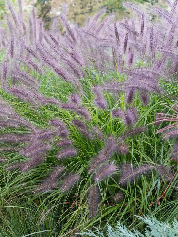 Rozplenica japońska Pennisetum alopecuroides 'Moudry'