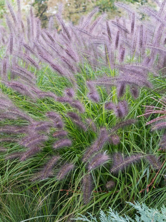 Rozplenica japońska Pennisetum alopecuroides 'Moudry'