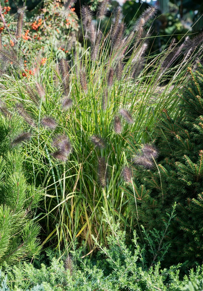 Rozplenica japońska Pennisetum alopecuroides 'Moudry'
