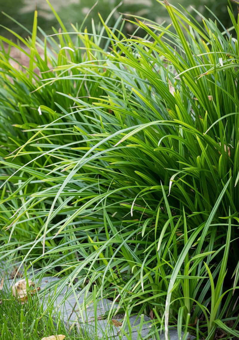 Turzyca Morrowa Carex morrowii 'Irish Green'