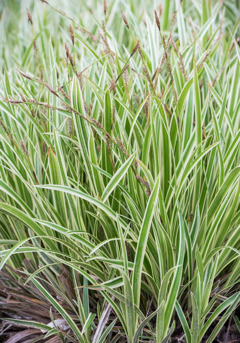 Turzyca Morrowa Carex morrowii 'Goldband'