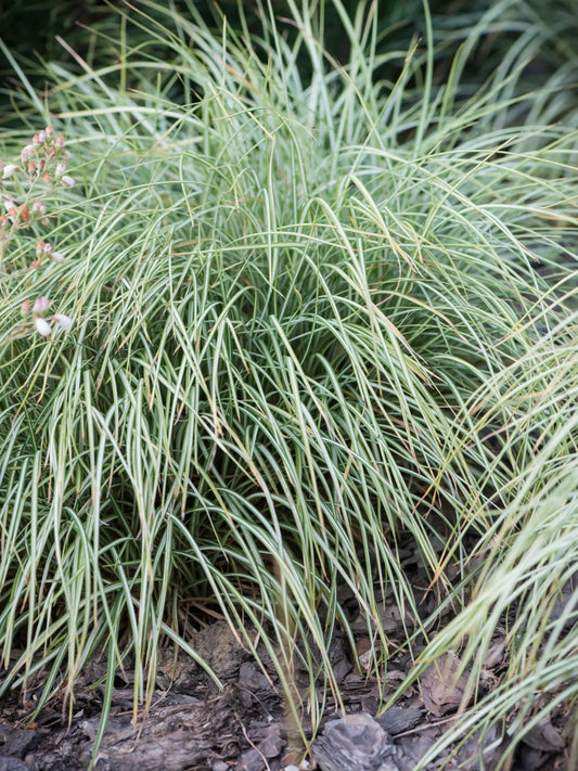 Turzyca ptasie łapki Carex ornithopoda 'Variegata'