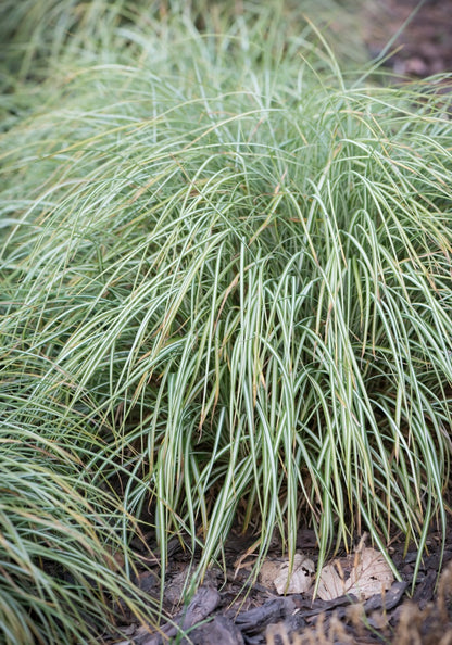 Turzyca ptasie łapki Carex ornithopoda 'Variegata'
