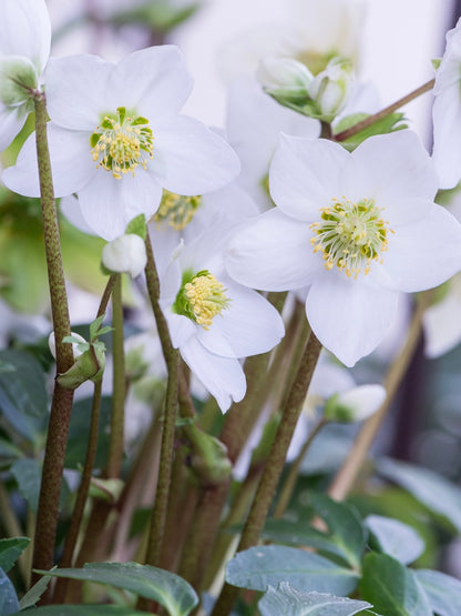 Ciemiernik biały Helleborus niger 'White January'