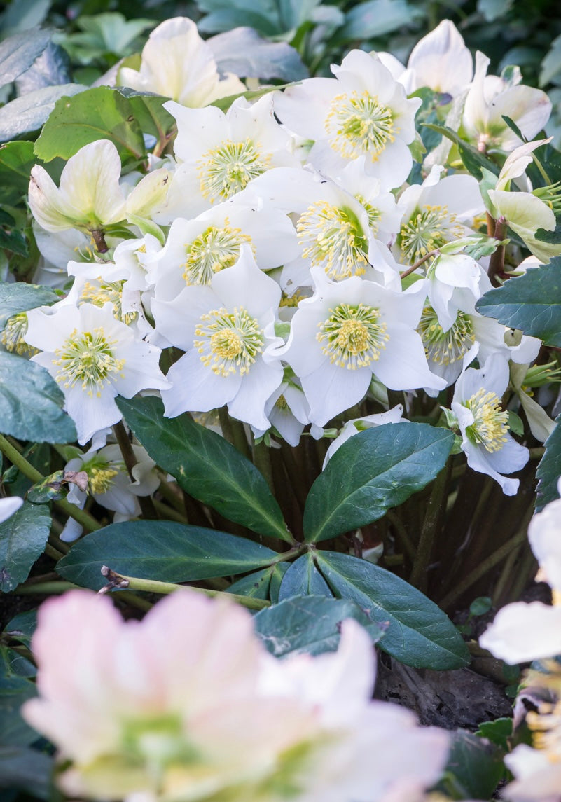 Ciemiernik biały Helleborus niger 'White January'
