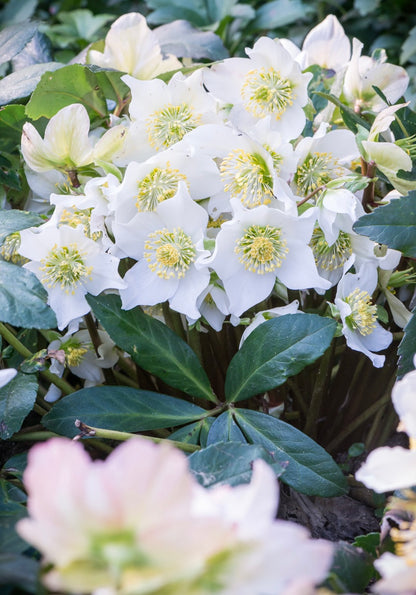 Ciemiernik biały Helleborus niger 'White January'