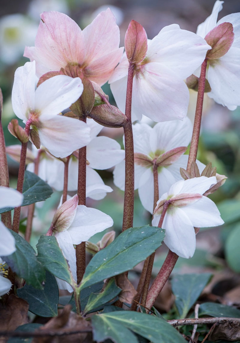 Ciemiernik biały Helleborus niger 'White January'