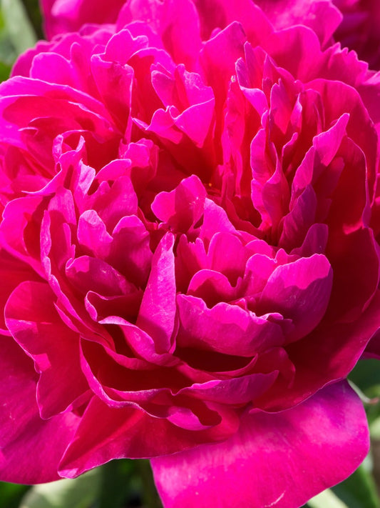 Piwonia chińska Paeonia lactiflora 'Kansas'