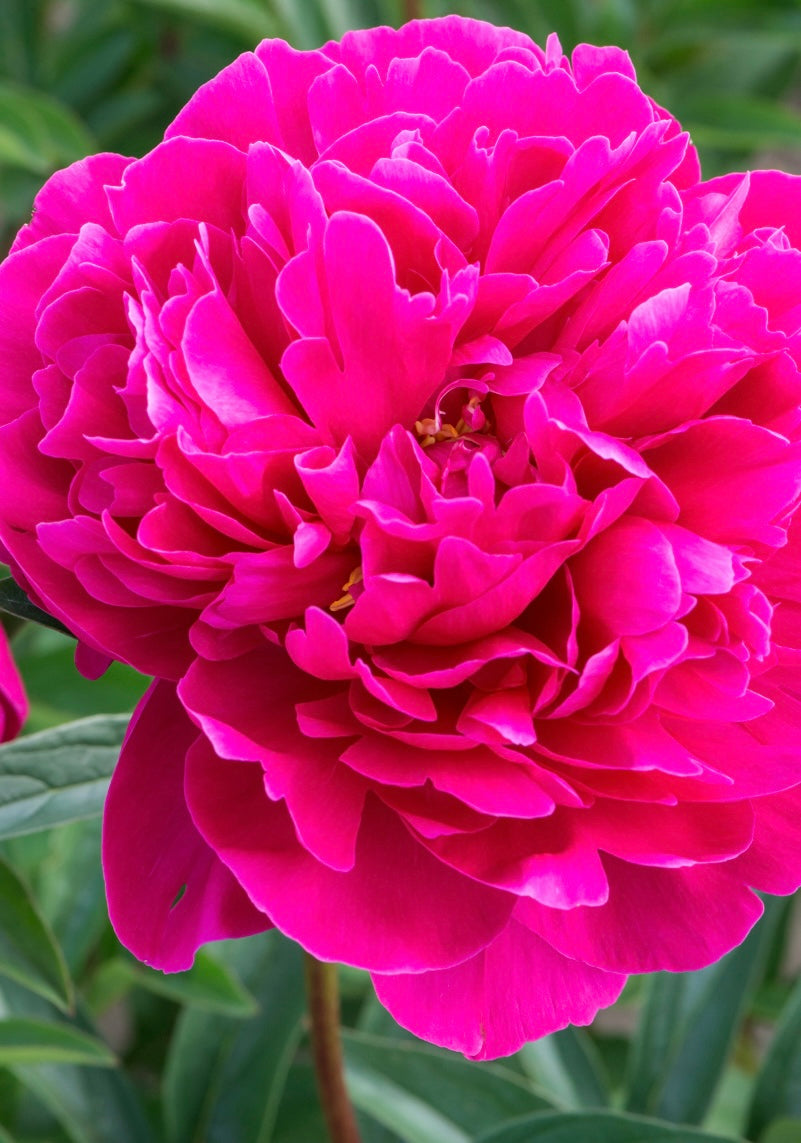 Piwonia chińska Paeonia lactiflora 'Kansas'