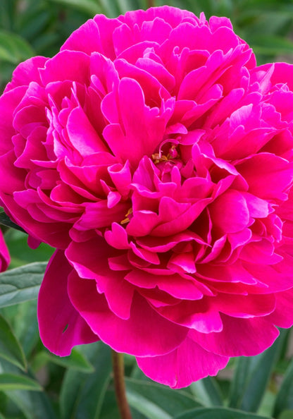 Piwonia chińska Paeonia lactiflora 'Kansas'
