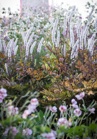 Pluskwica prosta Actaea simplex 'Black Negligee'
