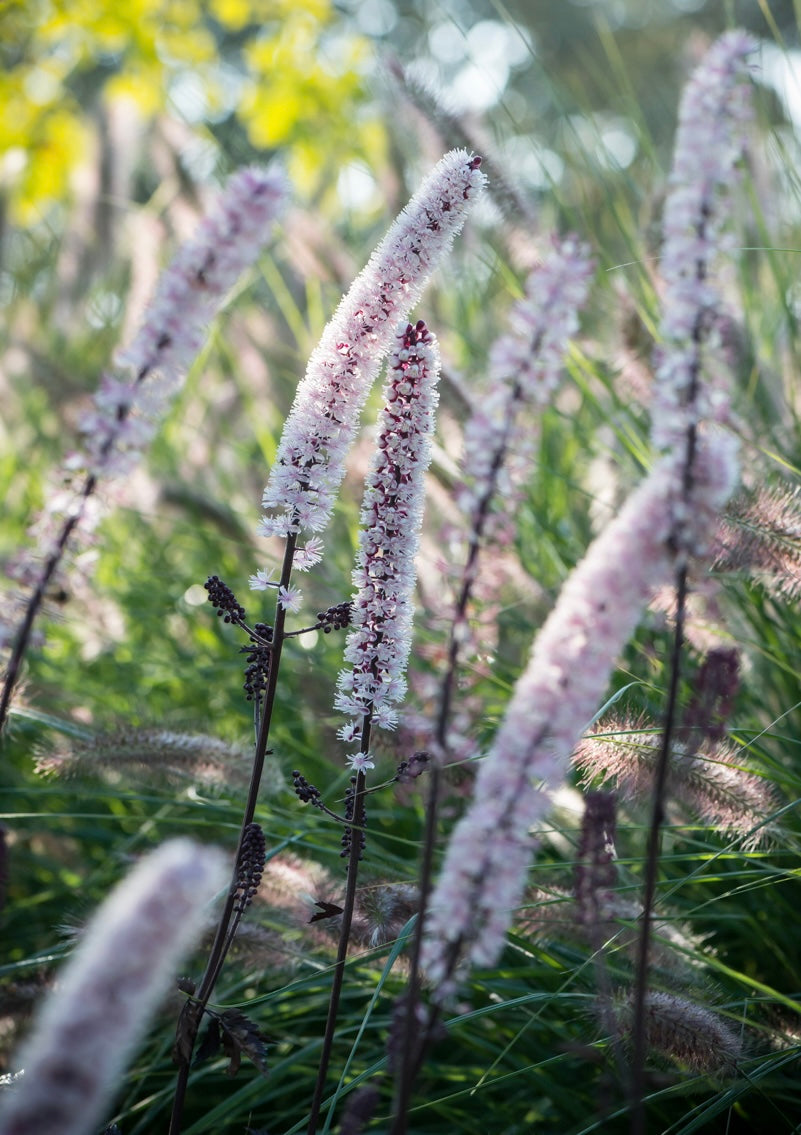 Pluskwica gałęzista Actaea ramosa 'Pink Spike'