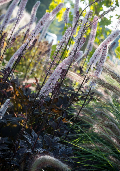 Pluskwica gałęzista Actaea ramosa 'Pink Spike'