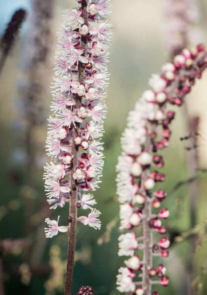 Pluskwica gałęzista Actaea ramosa 'Pink Spike'