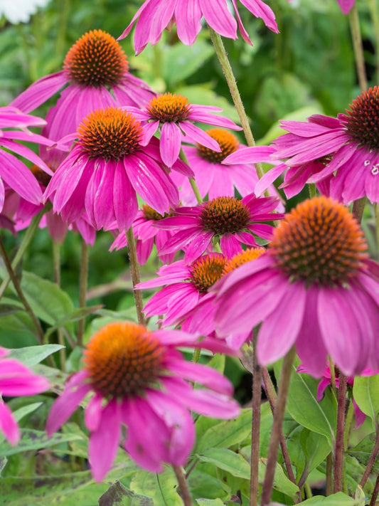 Jeżówka purpurowa Echinacea purpurea 'Pow wow Wild Berry'