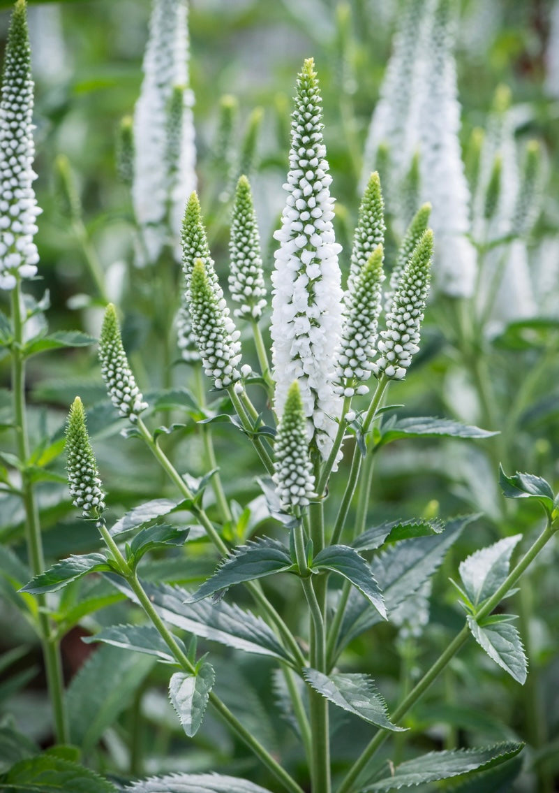 Przetacznik kłosowy Veronica spicata 'First Lady'