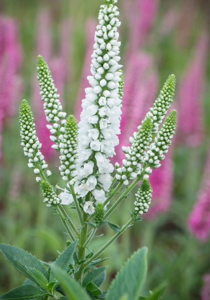 Przetacznik kłosowy Veronica spicata 'First Lady'