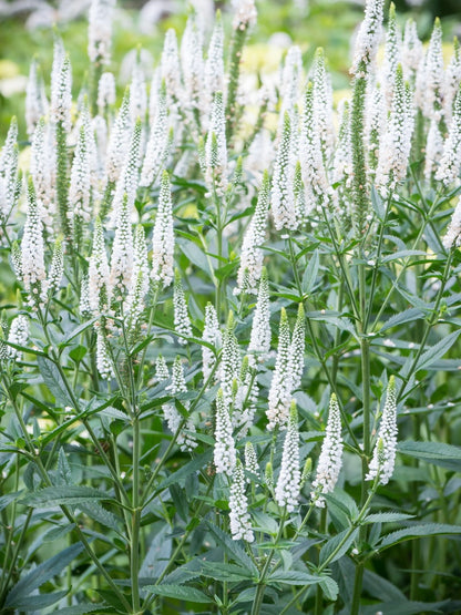 Przetacznik kłosowy Veronica spicata 'First Lady'