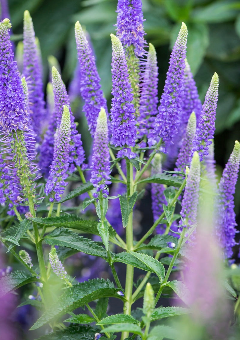 Przetacznik kłosowy Veronica spicata 'First Glory'