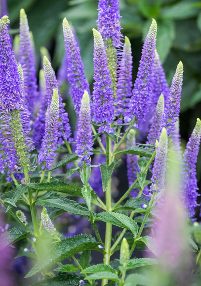 Przetacznik kłosowy Veronica spicata 'First Glory'