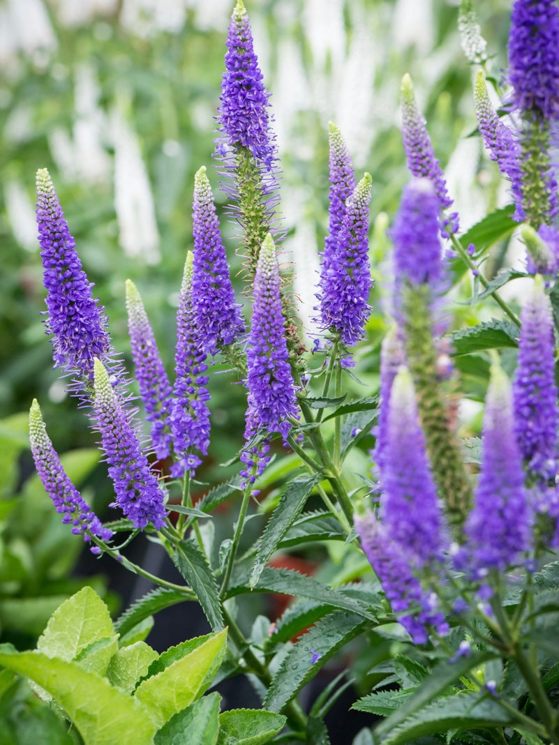 Przetacznik kłosowy Veronica spicata 'First Glory'