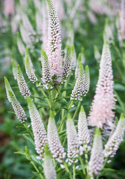 Przetacznik kłosowy 'First Choice'