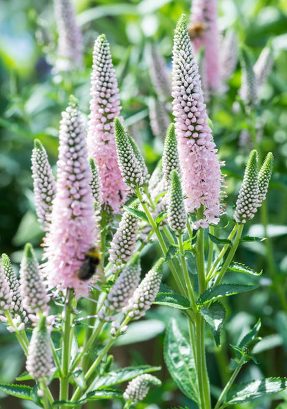 Przetacznik kłosowy 'First Choice'