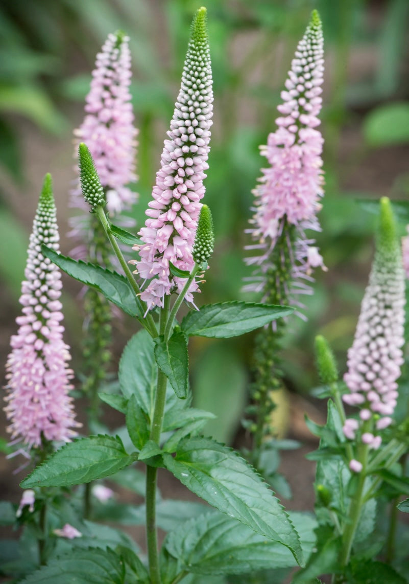 Przetacznik kłosowy 'First Choice'