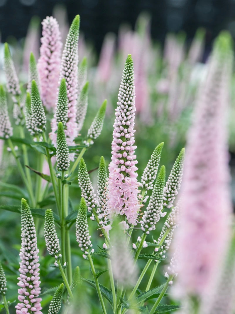 Przetacznik kłosowy 'First Choice'