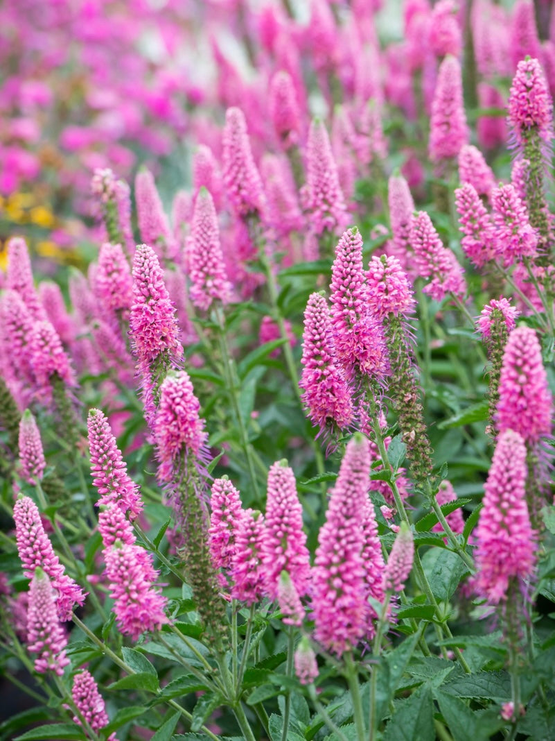 Przetacznik kłosowy Veronica spicata 'First Love'