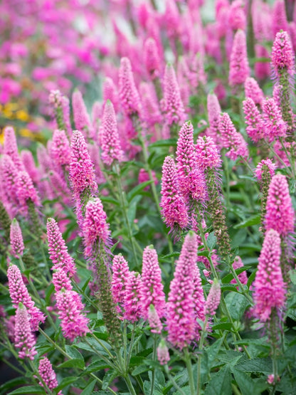 Przetacznik kłosowy Veronica spicata 'First Love'