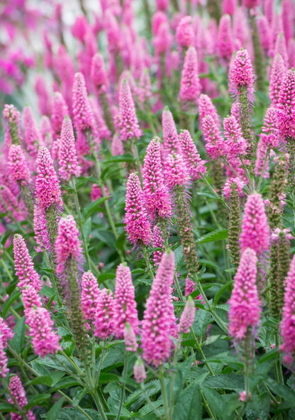 Przetacznik kłosowy Veronica spicata 'First Love'