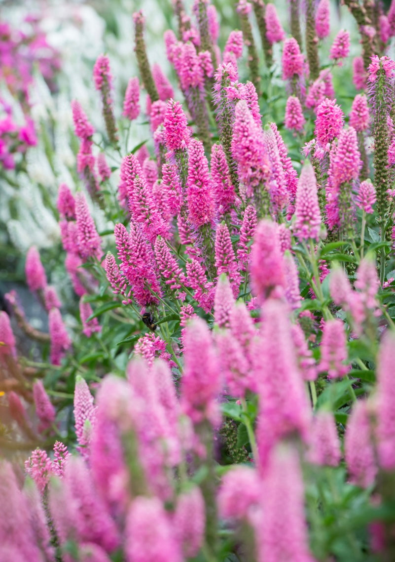 Przetacznik kłosowy Veronica spicata 'First Love'
