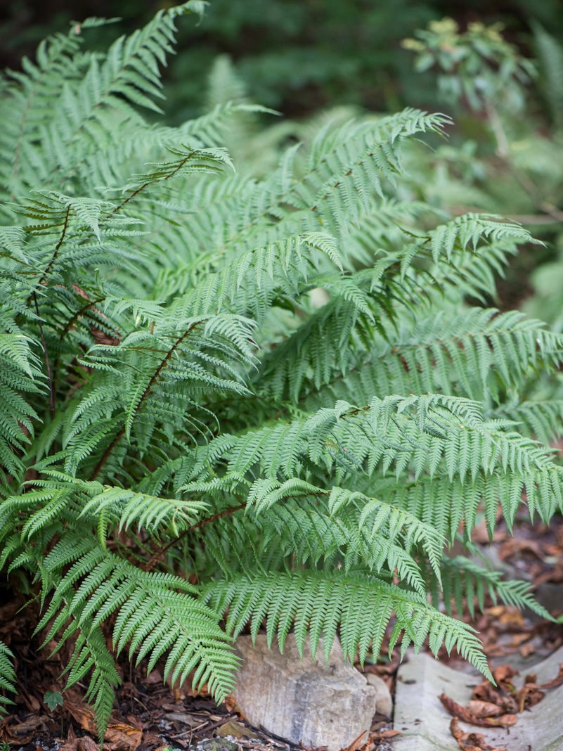 Narecznica Wallicha Dryopteris wallichiana