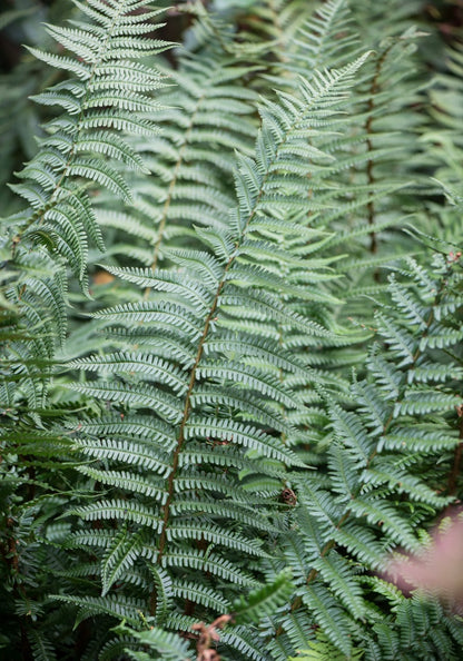 Narecznica Wallicha Dryopteris wallichiana