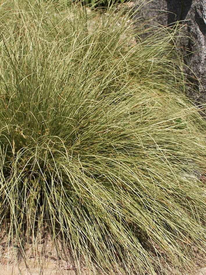 Turzyca włosista Carex comans 'Frosted Curls'
