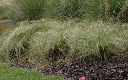 Turzyca włosista Carex comans 'Frosted Curls'
