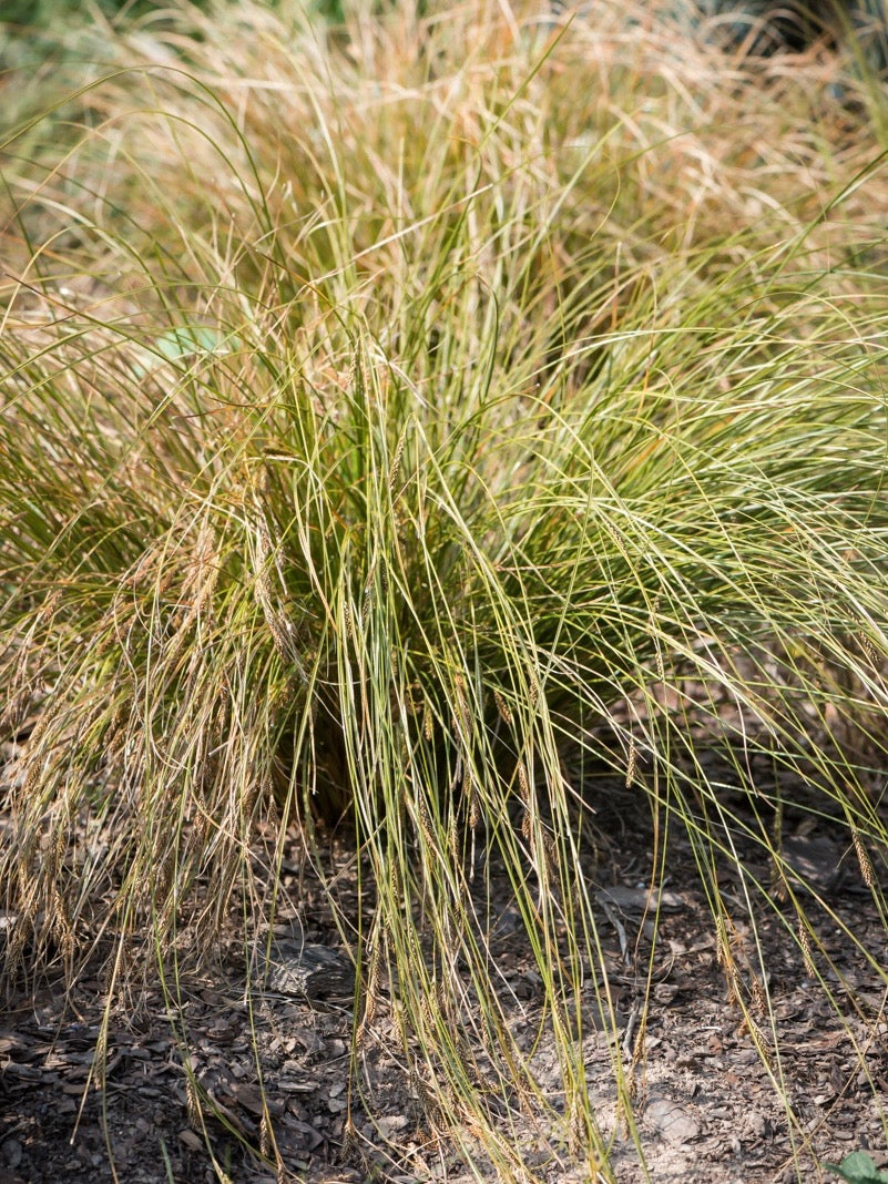 Turzyca biczykowata Carex flagellifera 'Kiwi'