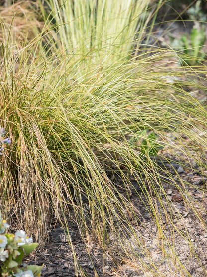 Turzyca biczykowata Carex flagellifera 'Kiwi'