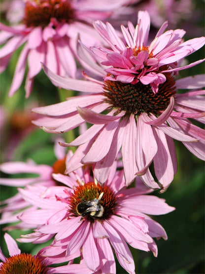 Jeżówka purpurowa 'Doubledecker'