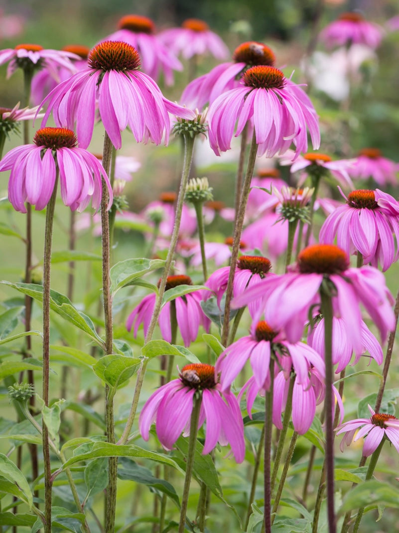 Jeżówka purpurowa Echinacea purpurea
