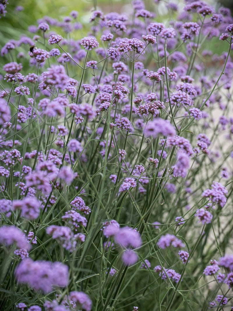 Werbena patagońska Verbena bonariensis
