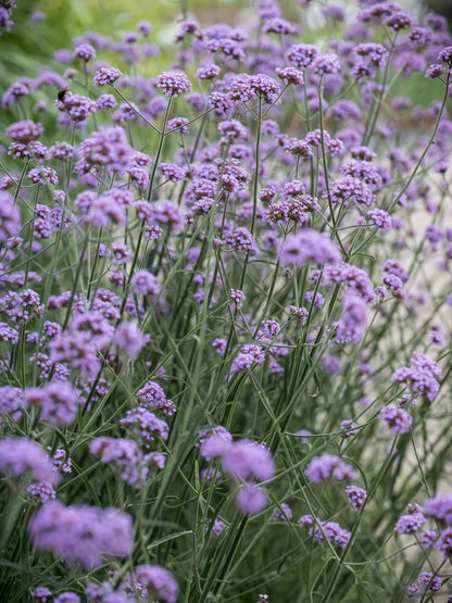 Werbena patagońska Verbena bonariensis