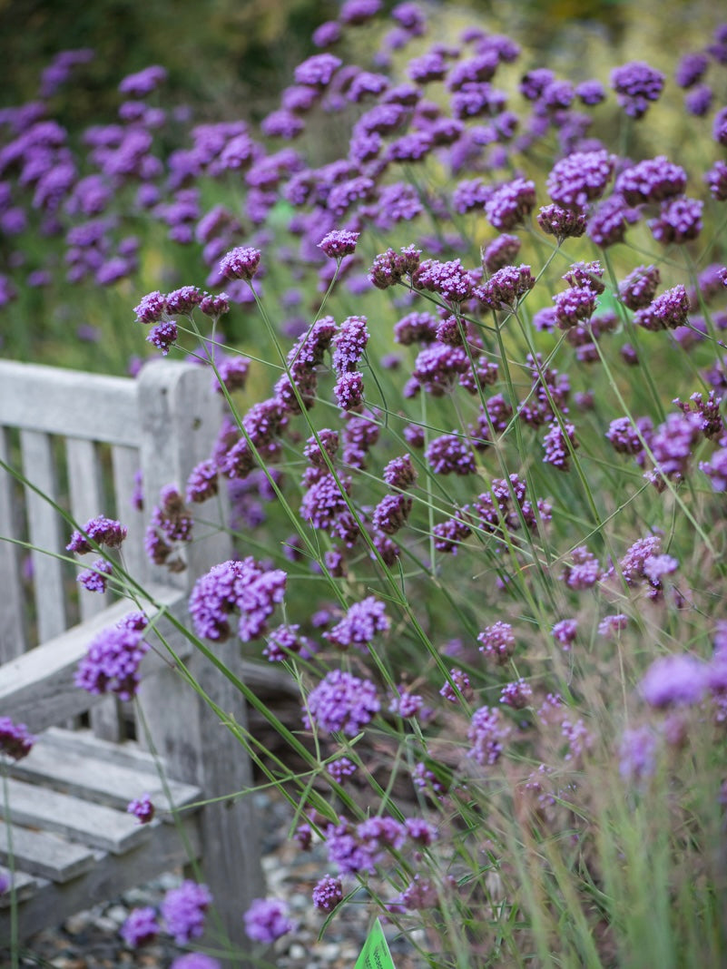 Werbena patagońska Verbena bonariensis