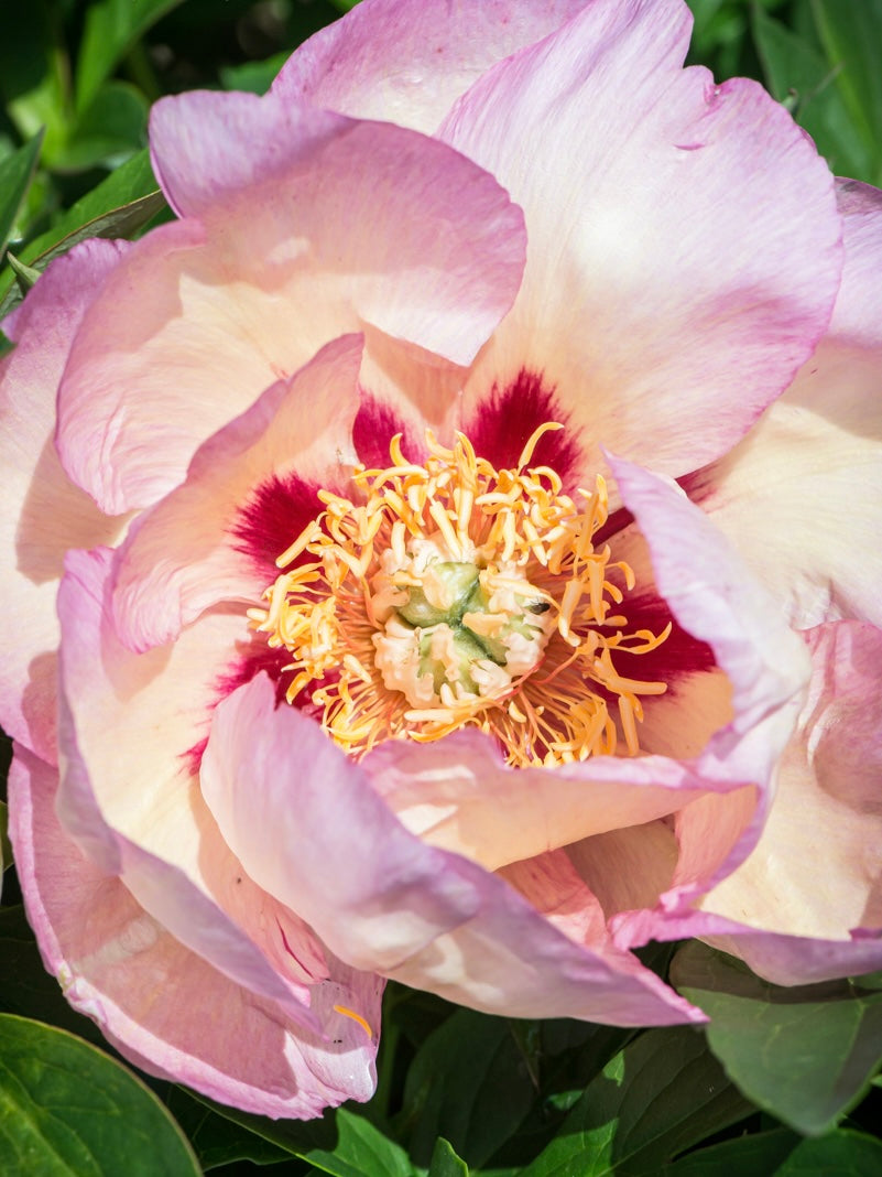 Piwonia Itoh Paeonia itoh 'Pastel Splendor'