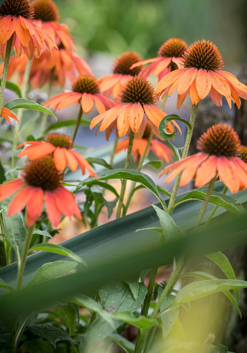 Jeżówka Echinacea 'Lakota Orange'