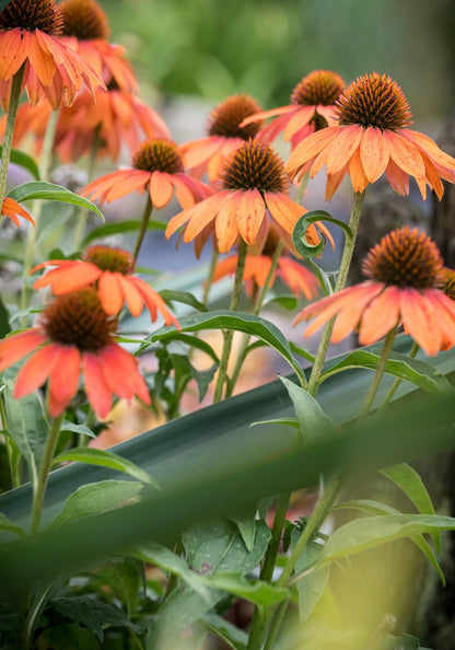 Jeżówka Echinacea 'Lakota Orange'