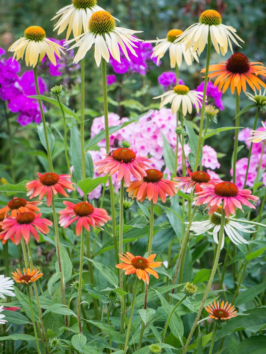Jeżówka Echinacea purpurea 'Cheyenne Spirit'