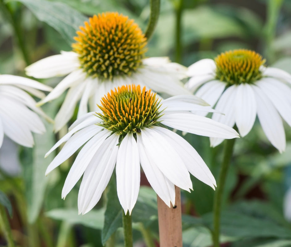 Jeżówka purpurowa Echinacea purpurea 'Pow Wow White'